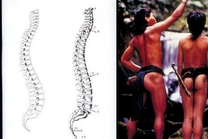 失われた姿勢　　なぜ一定の先住民文化にはほとんど腰痛が存在しないのか〜